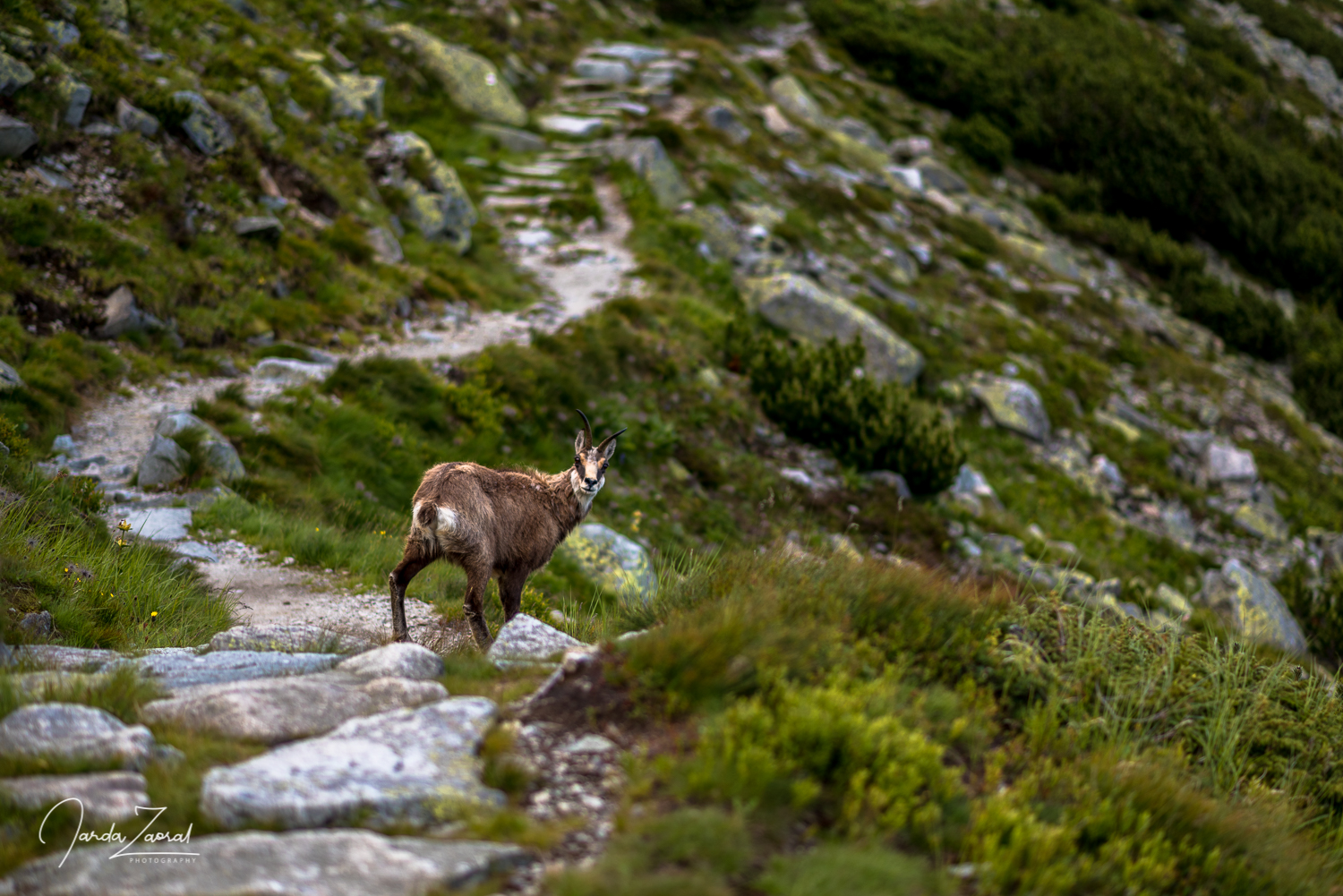 A goat in High Tatras