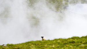 Sheep in Scottish mountains and fog