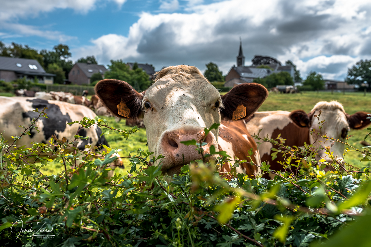 Detail of Belgian cows