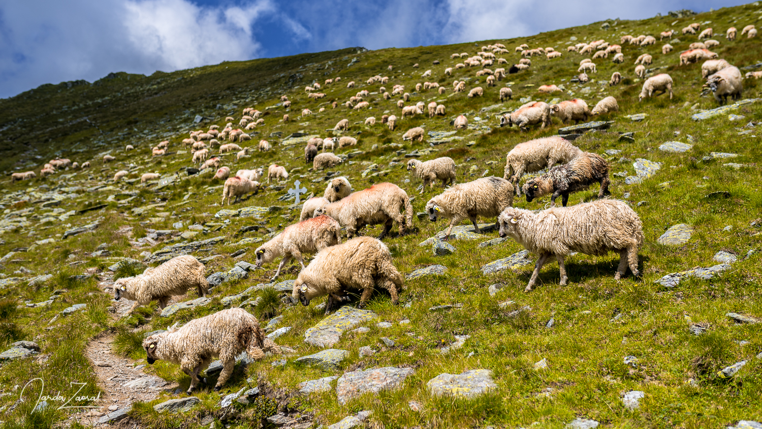 Sheep in Romanian mountains