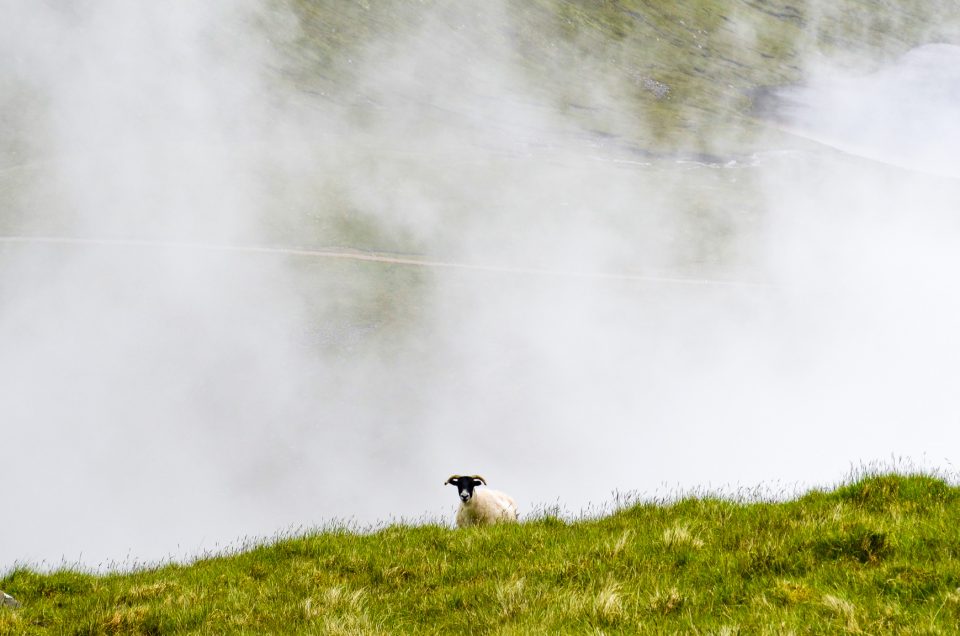 Sheep in Scottish mountains and fog