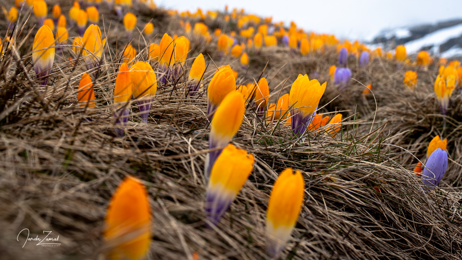 Beautiful flowers in mountains in Kosovo