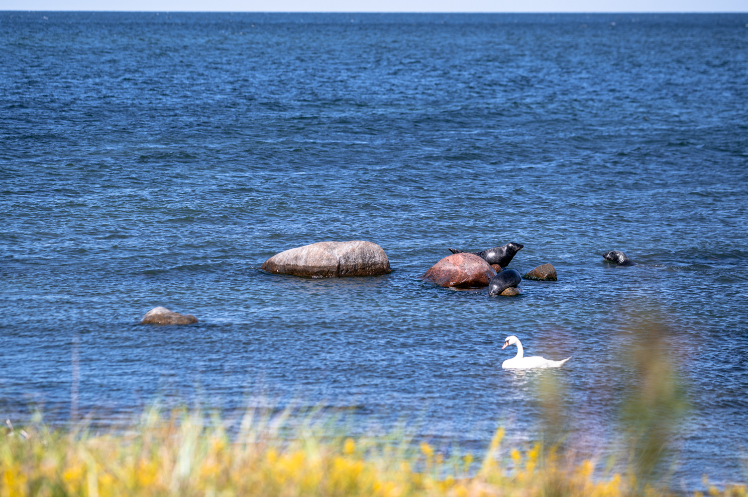 Seals at Gotska Sandön