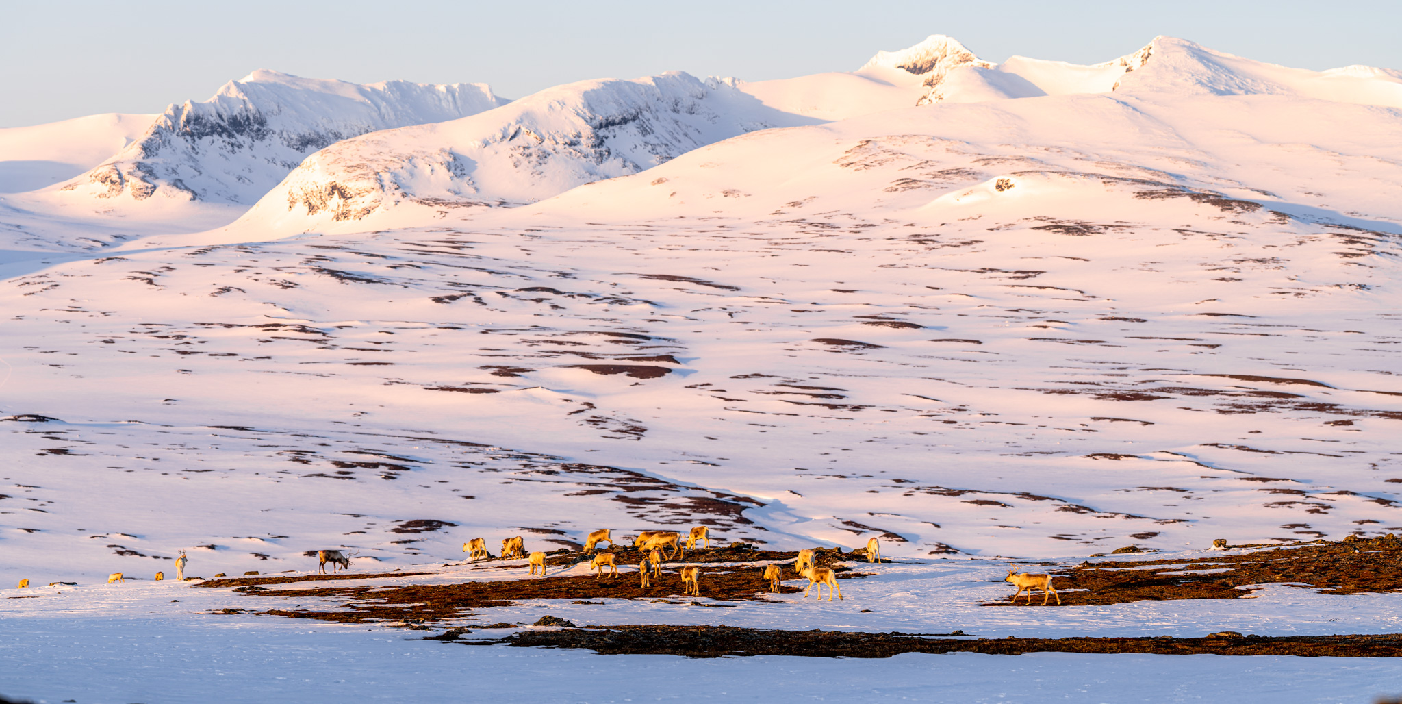 Reindeers having breakfast during sunrise with view of Lillsylen and Storsylen 