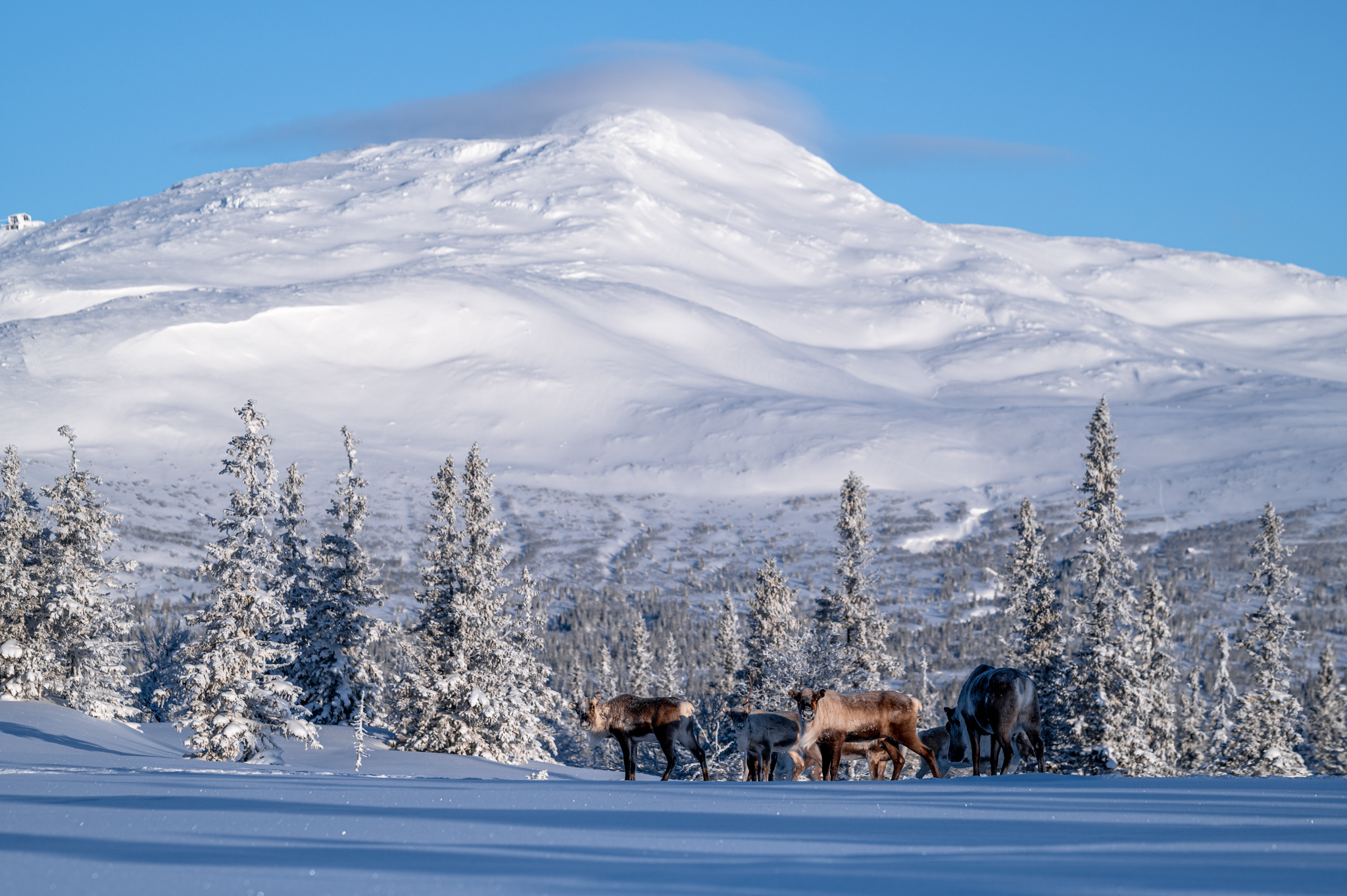 Reindeers on top of Förberget in front of Åreskutan