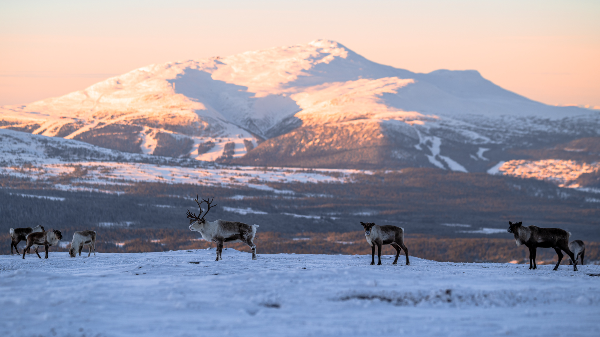 Reindeers at Välliste top in front of Åreskutan. 