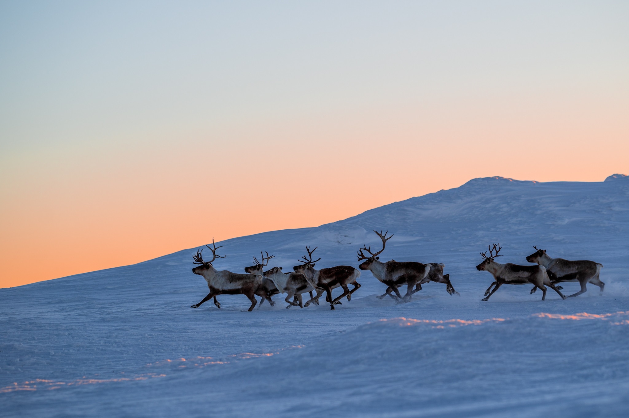 Reindeers running during sunset in Åre area, Sweden