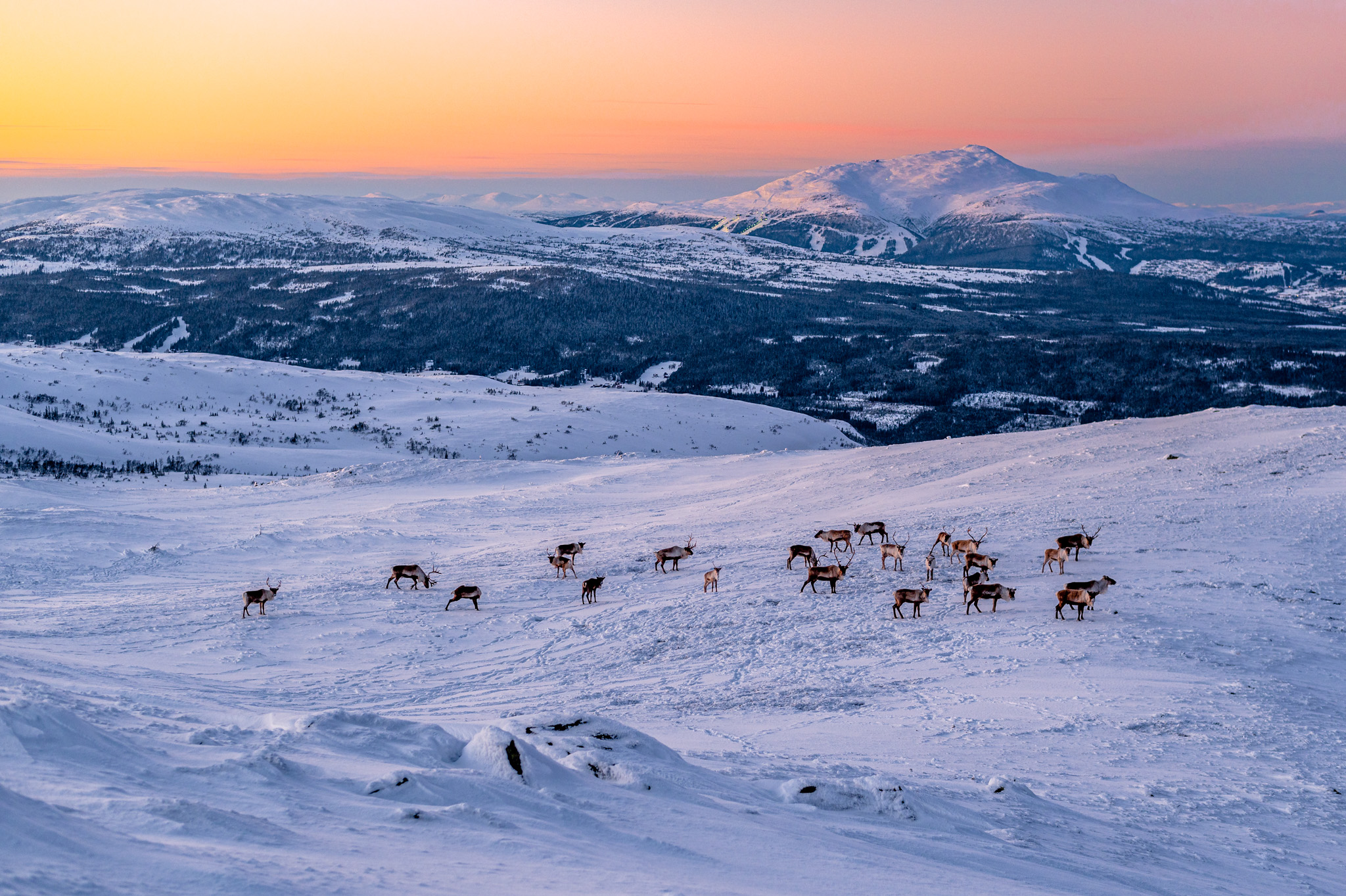 Reindeers during blue hour in Jämtland mountains in front of Åreskutan, Sweden