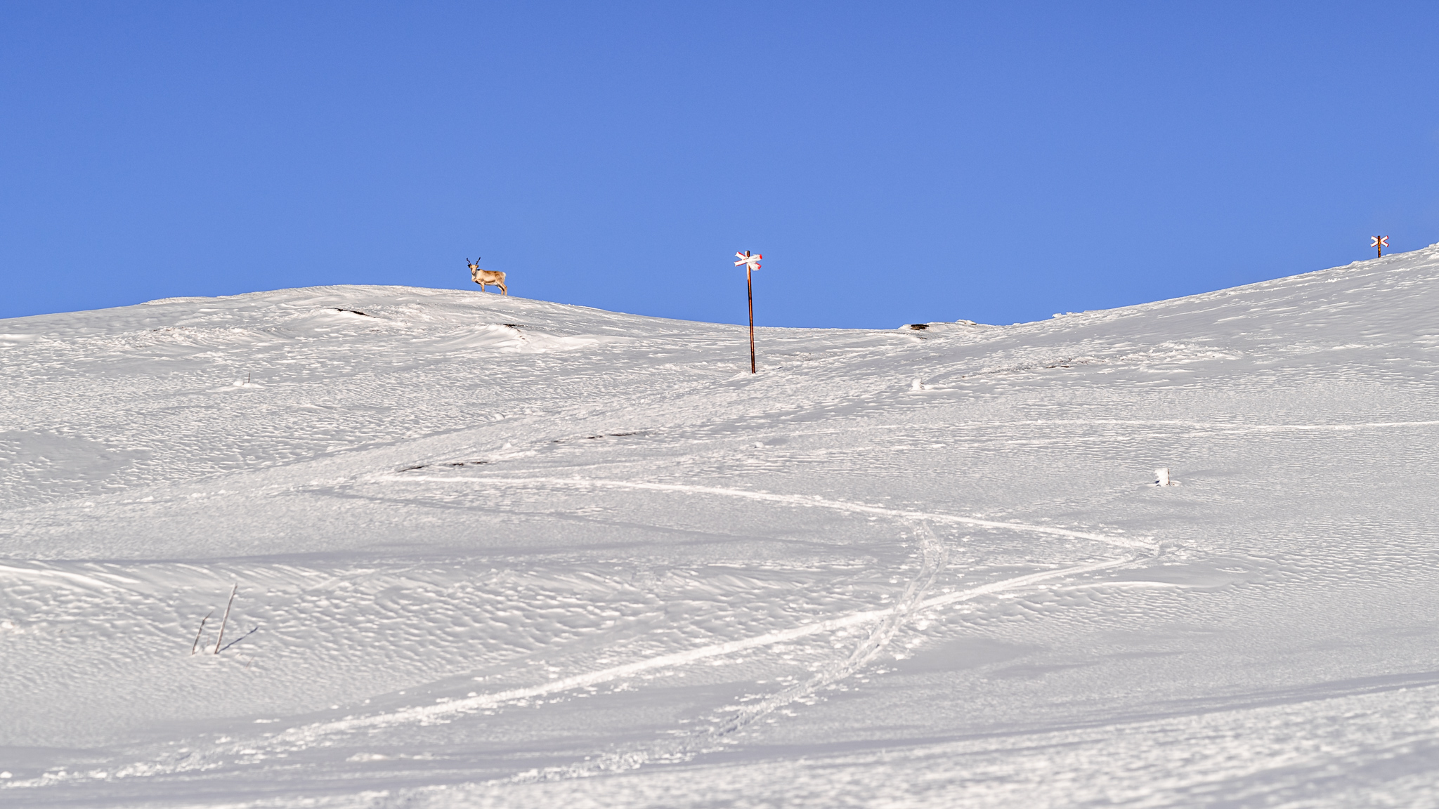 Reindeer in snowscape in åre area, Sweden